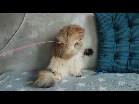 Eneida, female BLH ny11