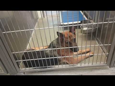 Tilly-nervous 1 in back 4y A747143 Fable 5y A870642 harrys haven kennel 217 PACC shelter2025071314