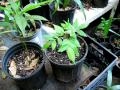 Sea beans: The sprouted tree seedlings