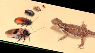 CAN A LIZARD EAT THE LARGEST COCKROACH? 【LIVE FEEDING】