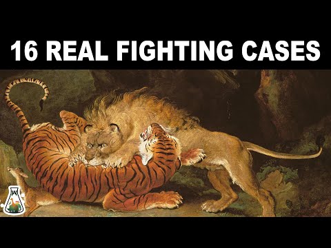 LION VS TIGER - 16 Real fighting cases