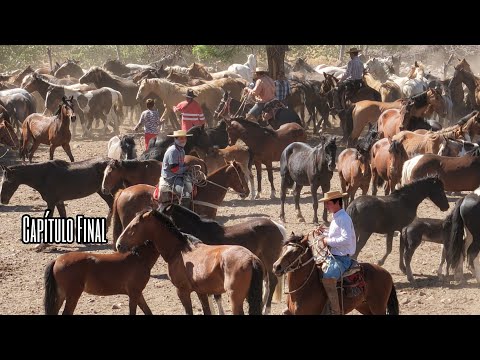 Capítulo Final Bajada de Yeguas Piguchen  Arrieros bajando tropilla de caballos yeguas y potrillos