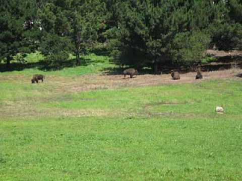 Bison Time Lapse