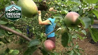 Download the video "Portland Fruit Tree Project turns neighborhood fruit into a community resource | Oregon Field Guide"