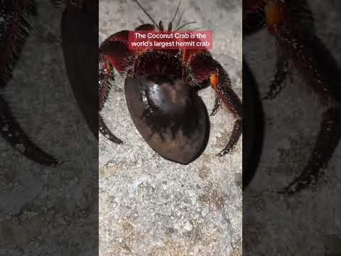 Coconut Crab! World’s Largest Hermit Crab!