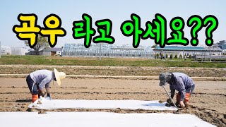 24절기중 곡우라고 아세요??