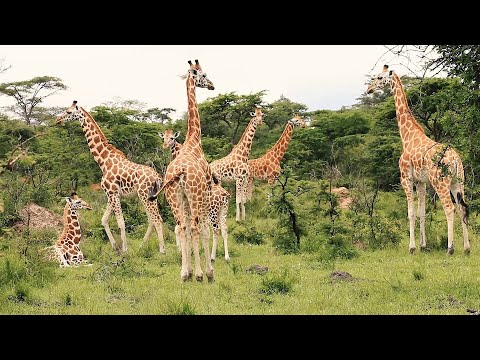 LAKE MBURO NATIONAL PARK DOCUMENTARY (Whispers of the wild)