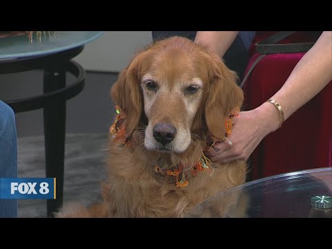 New Day Cleveland: Golden Retrievers In Need - YouTube