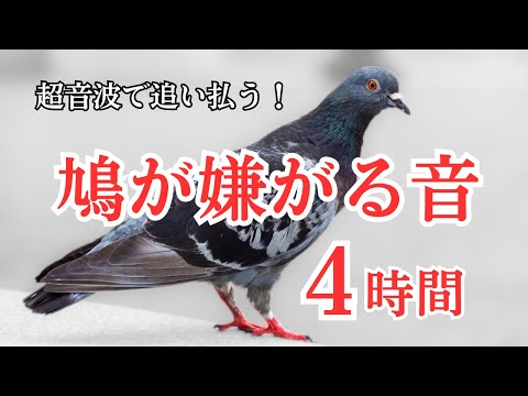 バルコニーからハトを追い払う方法: ハトを遠ざけ、被害を避けるための 3 つの優れた方法  庭園
