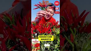 Download lagu Benih Cabe Rawit Mahkota Dompol Yang Lagi Viral mp3 Download lagu Benih Cabe Rawit Mahkota Dompol Yang Lagi Viral mp3