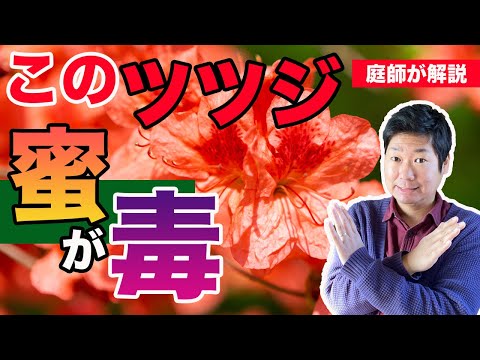 ツツジの剪定に適した時期はいつですか