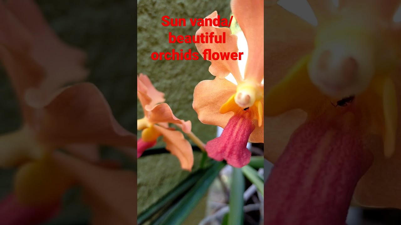 Sun Vanda orchids#shorts