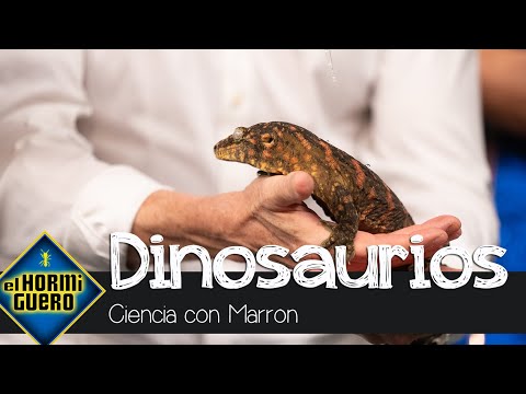 Marron sorprende y trae algunas especies de dinosaurios - El Hormiguero