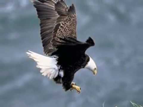 KETAHUILAH !!! Arti Mimpi Melihat Atau Dikejar Oleh Burung