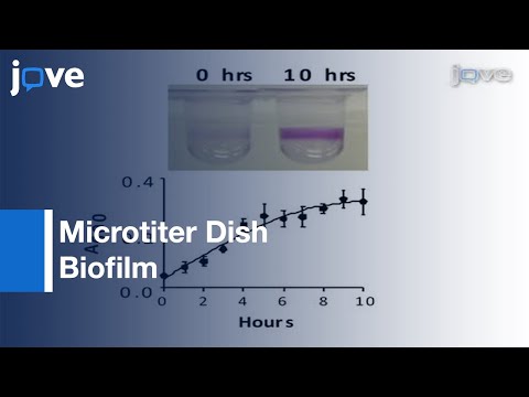 Microtiter Dish Biofilm