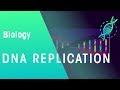 DNA Replication | Genetics | Biology | FuseSchool