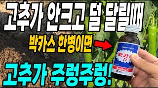 고추가 안크고 덜 달릴때 박카스 한병이면 고추가 주렁주렁! 작은텃밭 효율적으로 돌리는 방법