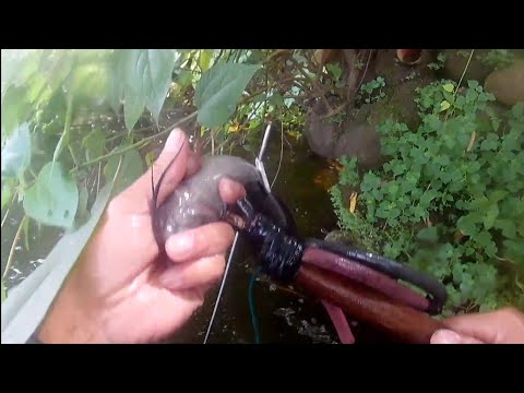 SE01EP042 - MABILISANG TIKSAY AT PAMAMANA SA LAWA Catch & Cook) San Pablo City, Laguna