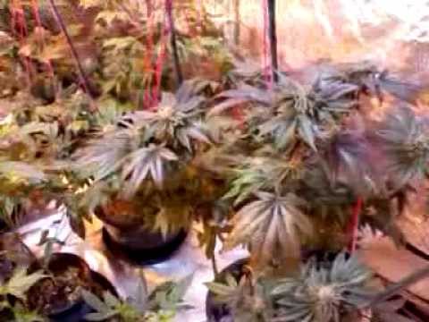 SEA OF GREEN   SCROG    SCREEN OF GREEN