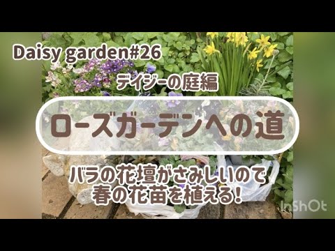 大デイジー、キクマキシマム