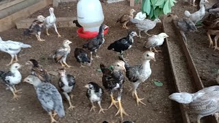Download lagu The advantages and disadvantages of raising free-range chickens and Bangkok chickens | This is An... mp3