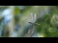 Dragonfly struggle in spider web
