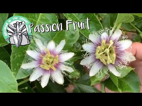 download lagu mp3 mp4 Purple Passion Fruit Varieties, download lagu Purple Passion Fruit Varieties gratis, unduh video klip Purple Passion Fruit Varieties