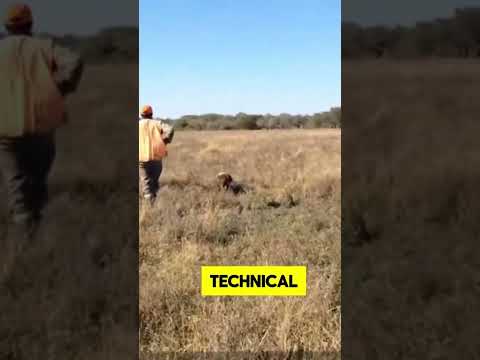 Perdiz hunting in Argentina with pointing dogs – AWS Lodge