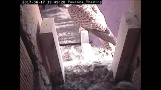 Viele Nahrungsmittelvorräte im Nest