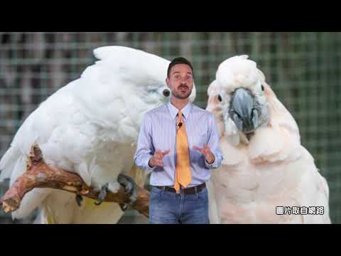 2021-0324《澳洲:鳳頭鸚鵡》