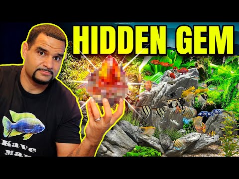 Why Your Aquarium Needs a Sponge Filter Right Now