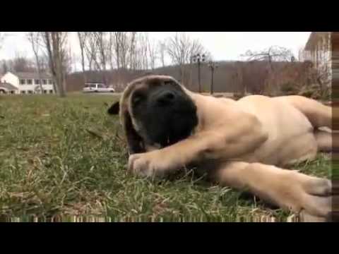 Dogs 101   English Mastiff
