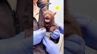 bush dog #animals #bushdog #knowledge