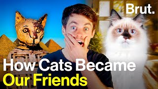 How did cats become domesticated? 🐈