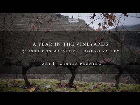 A Year in the Vineyards: Part 1 - Winter Pruning