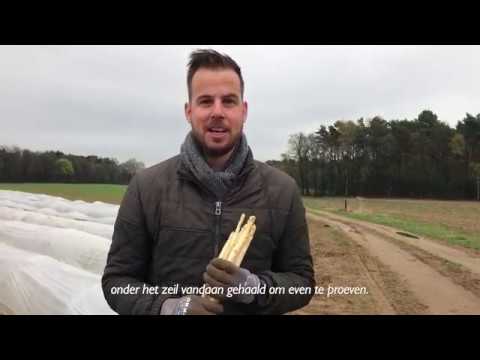 Aspergeactie voor Partners van Infopact!