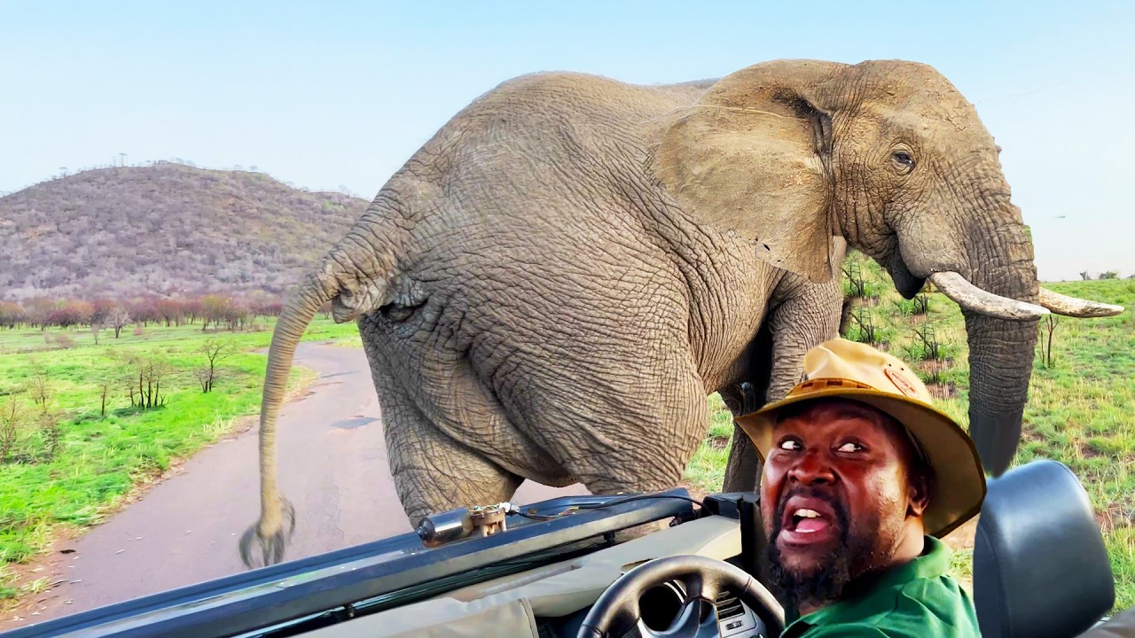 THIS IS WHY YOU DON'T MESS WITH WILD ANIMALS | Funny Animal Videos