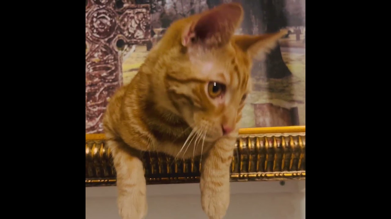 Enlarge Cheeto, a Adoptable Domestic Short Hair in Santa Clarita, CA video 2/3