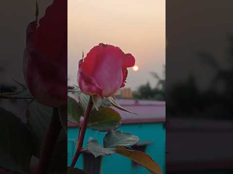 #plants lover #rose #flowers #comedy #fun