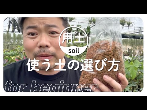 チャマエドレア・セイフリツィイ