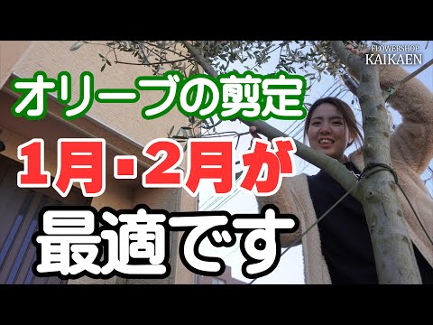 植物、ブルーベリー、生垣、低木、ベリー、食用、男、装飾的な、