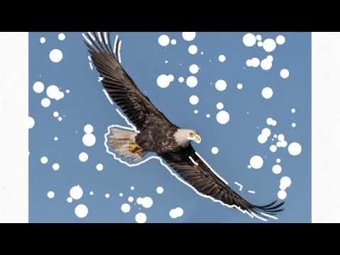 Eagle Gif