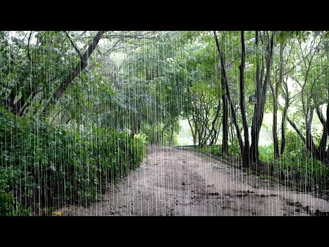 Refreshing Rain Sounds to Forget Insomnia – ASMR for Calm Mind, Focus, Deep Sleep, Meditation