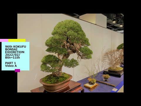 96th KOKUFU TEN BONSAI EXHIBITION 2022 /02/8~11 Part 1 (video A)  第96回国風盆栽展（前期）ビデオ A