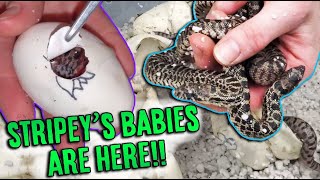 Our Baby Bullsnakes Hatched!!