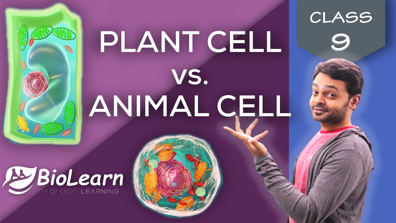 PLANT CELL vs ANIMAL CELL | Difference between Plant & Animal Cells | Class 9 ICSE Biology |BioLearn
