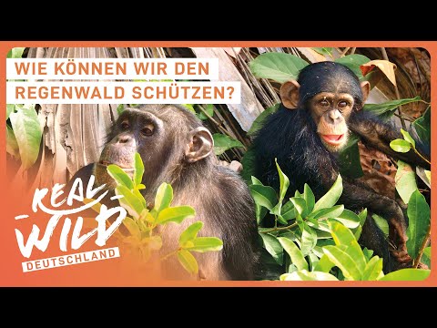 Spezialdoku: Faszination Regenwald