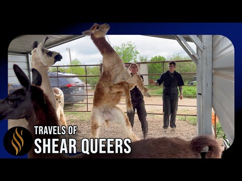 Shearing With Babies, Blow Ups & Binds