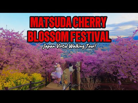 Sakura walk: Matsuda Cherry Blossom Festival #japantravelguide  #japanwalkingtour