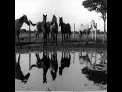 FG  Caballo Padrote Zaino - Luis Lozada "El Cubiro"